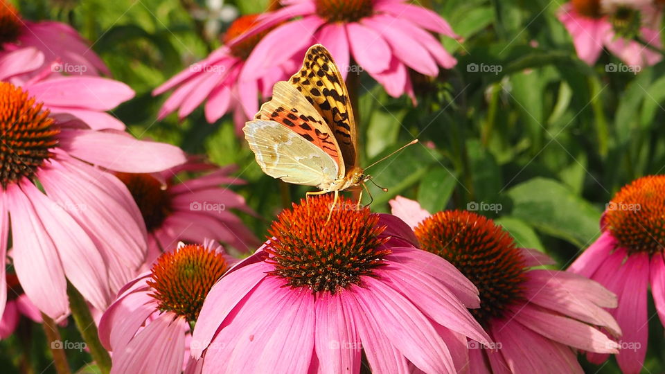 Butterfly on a flower