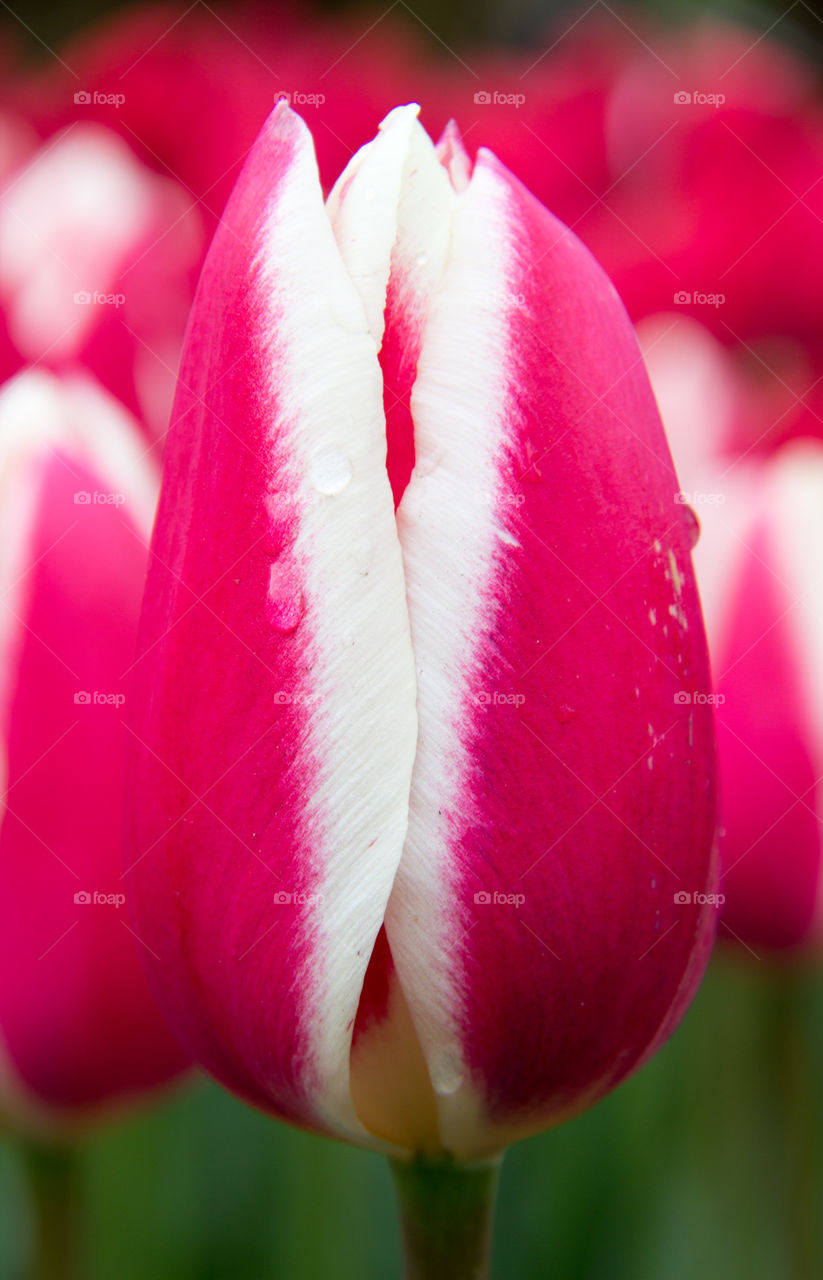 Tulips and water droplets 