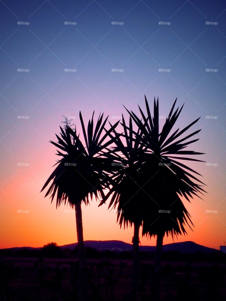 Sunset palms