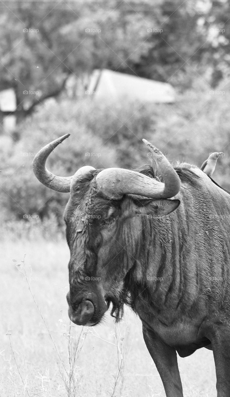 blue wildebeest