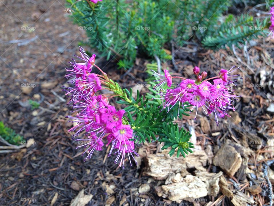 Wild flowers. Wild flowers on trail to Clouds Rest