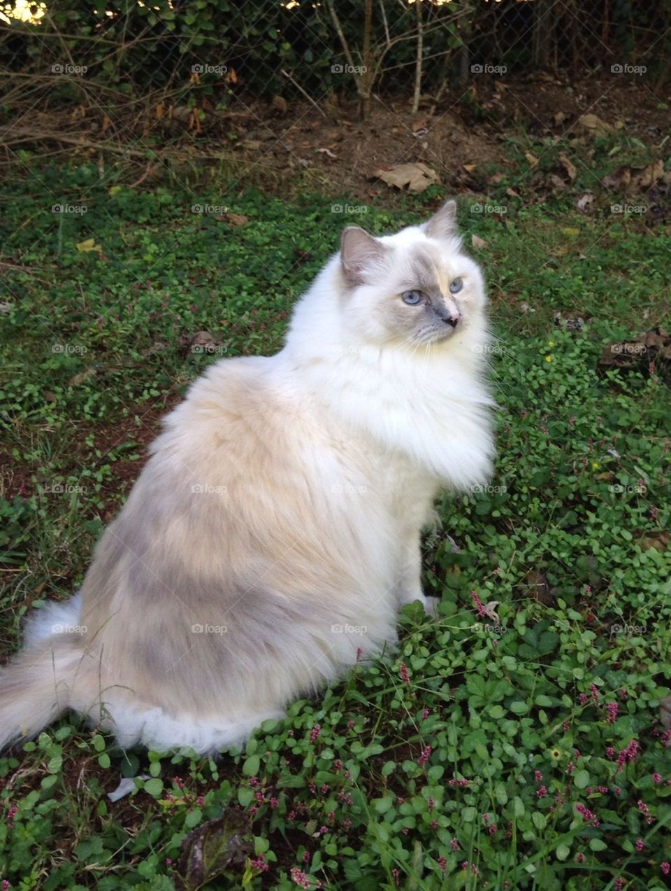 Ragdoll cat in backyard