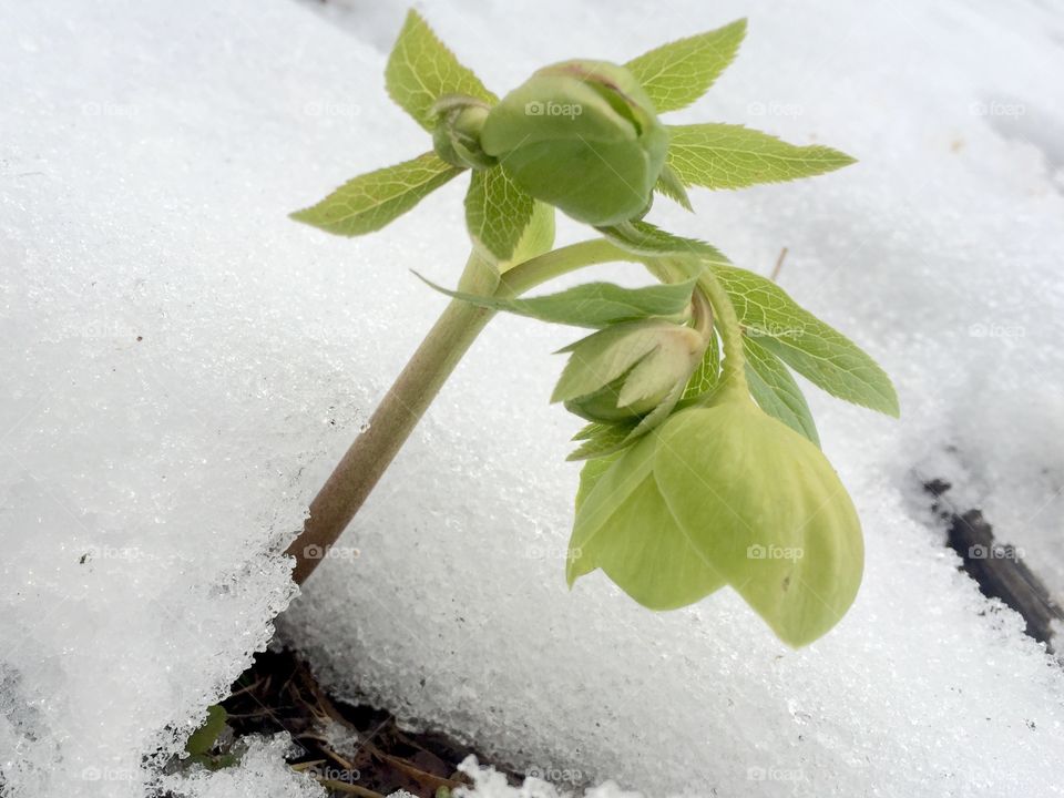 Small plant growing during winter