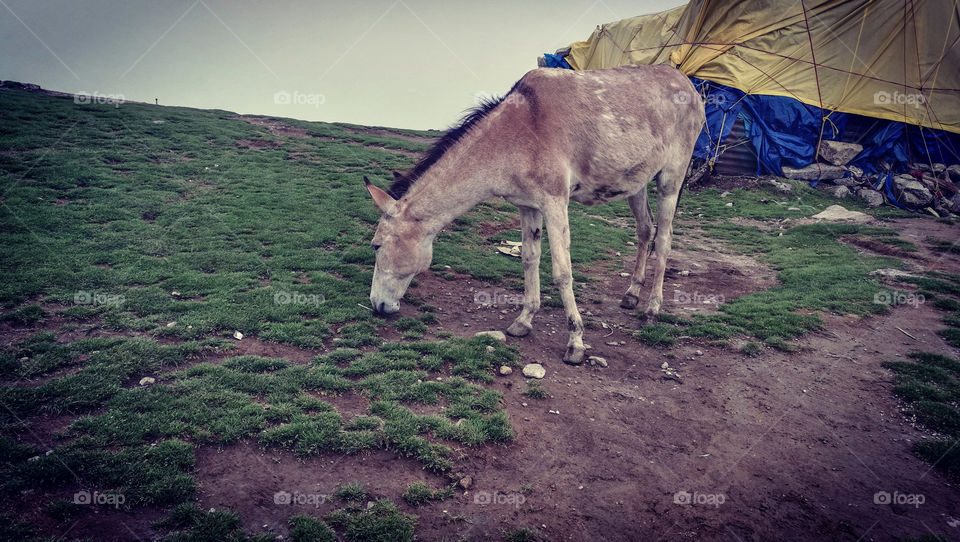 Horse grazing in the fields