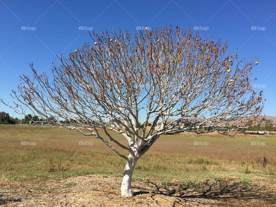 Close-up of bare tree