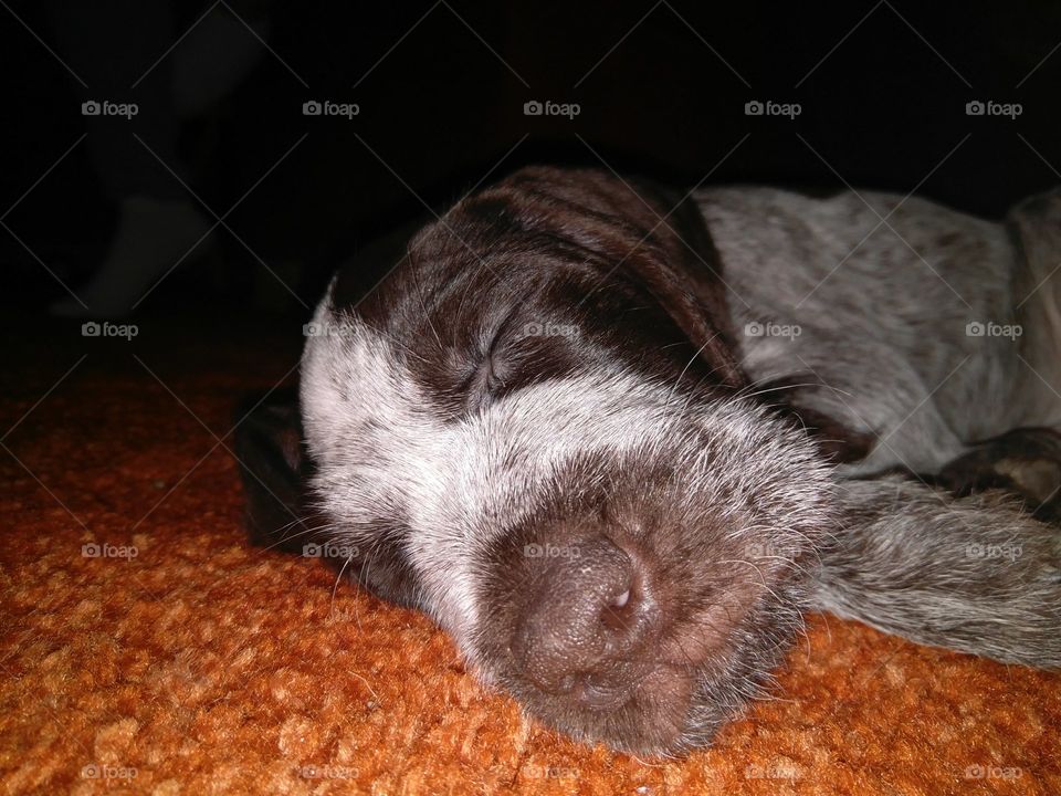A nice puppy sleeping.