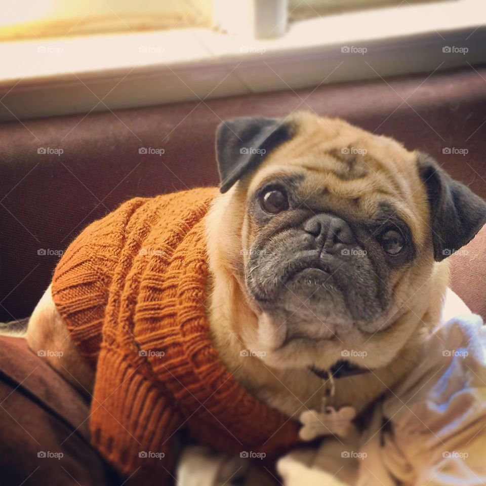 My rescued pug, Sparky, wearing his sweater