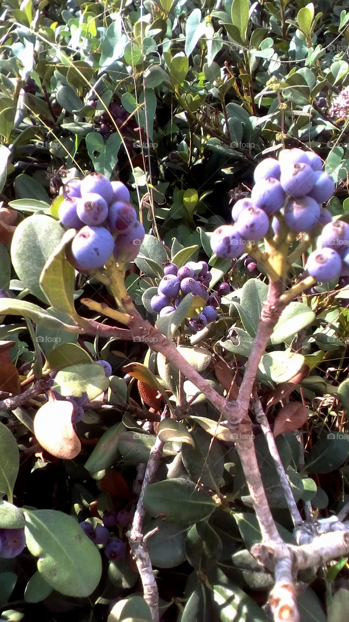 Fruit