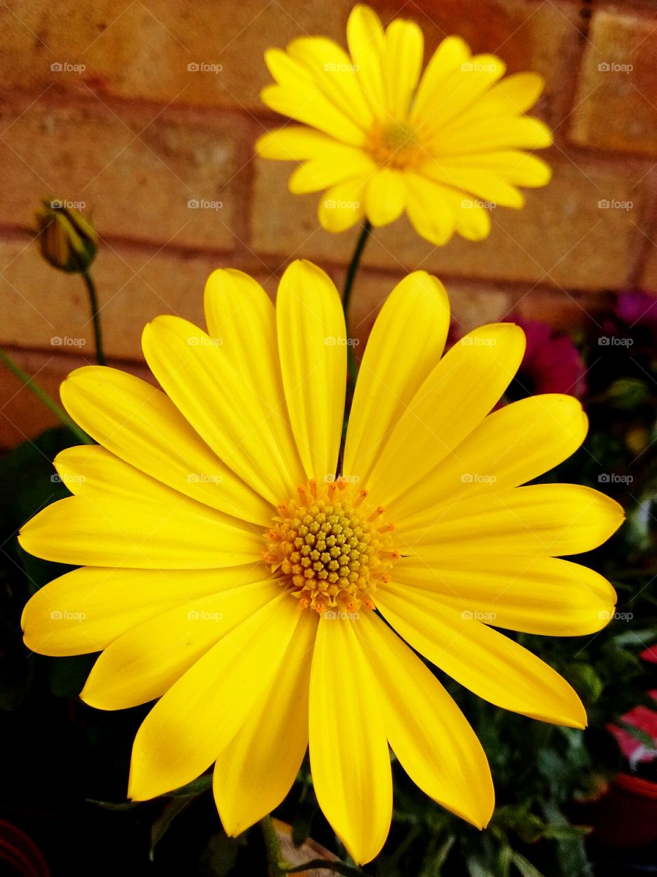 yellow flower