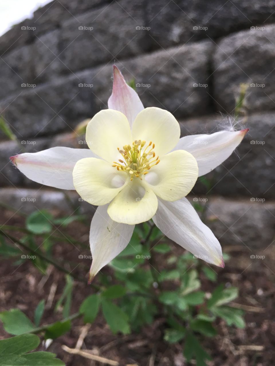 Spur columbine