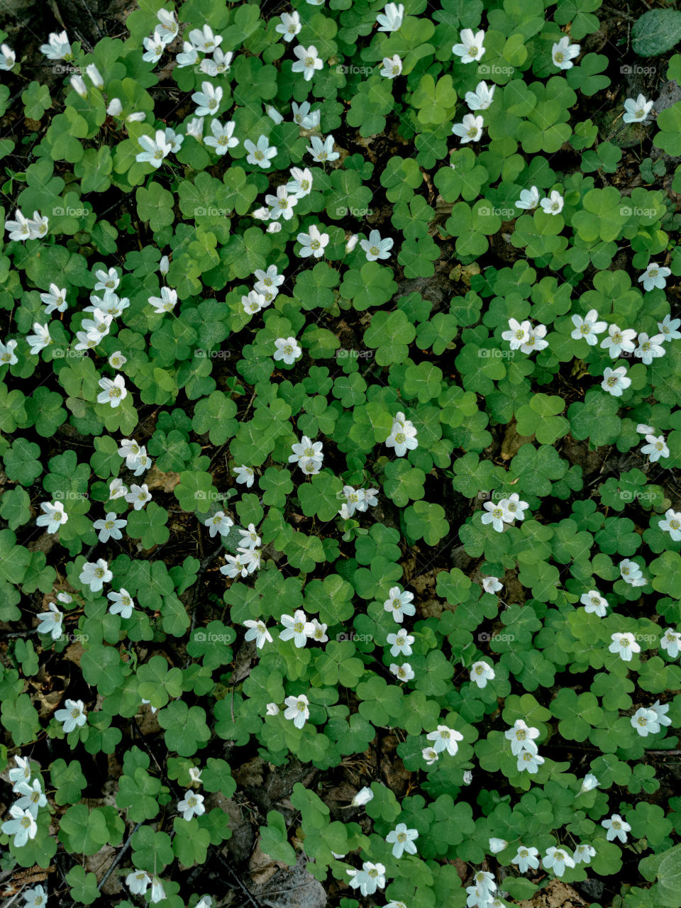 White oxalis wildflowers and green leaves as seen from standing over them