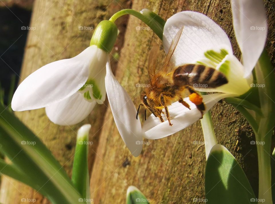 spring bee