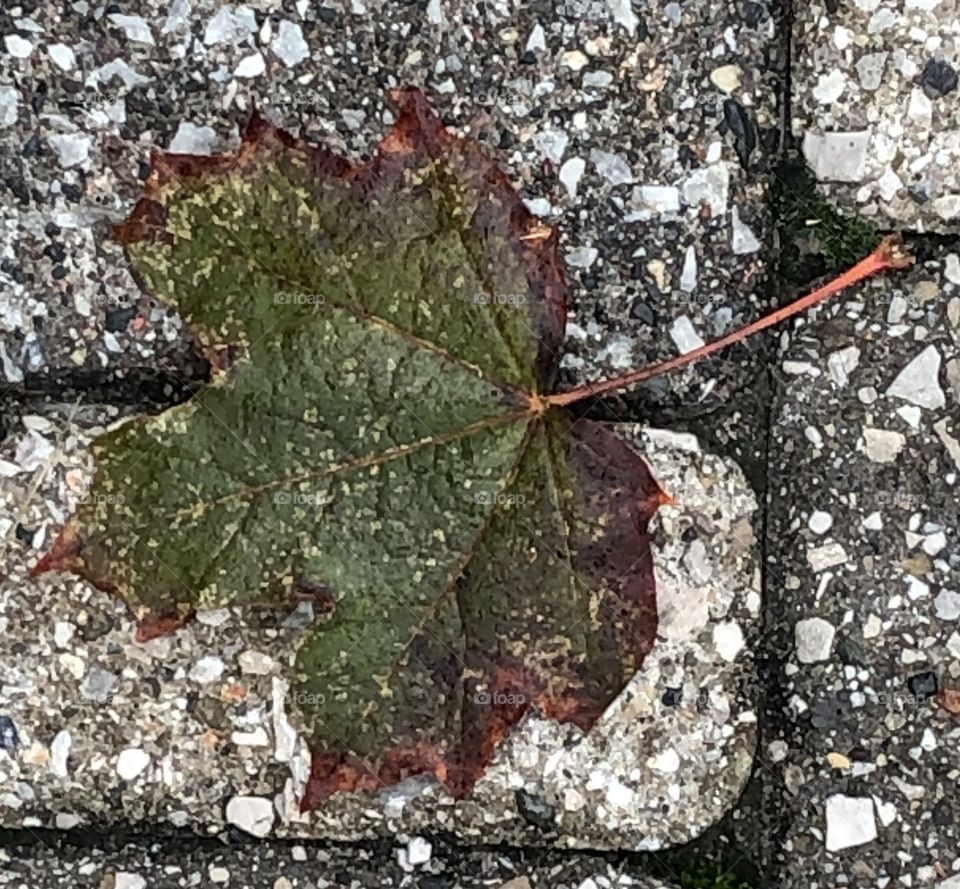 A Maple Leaf On The Ground🍁