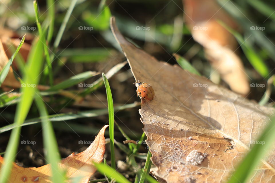 Sunlight ladybug