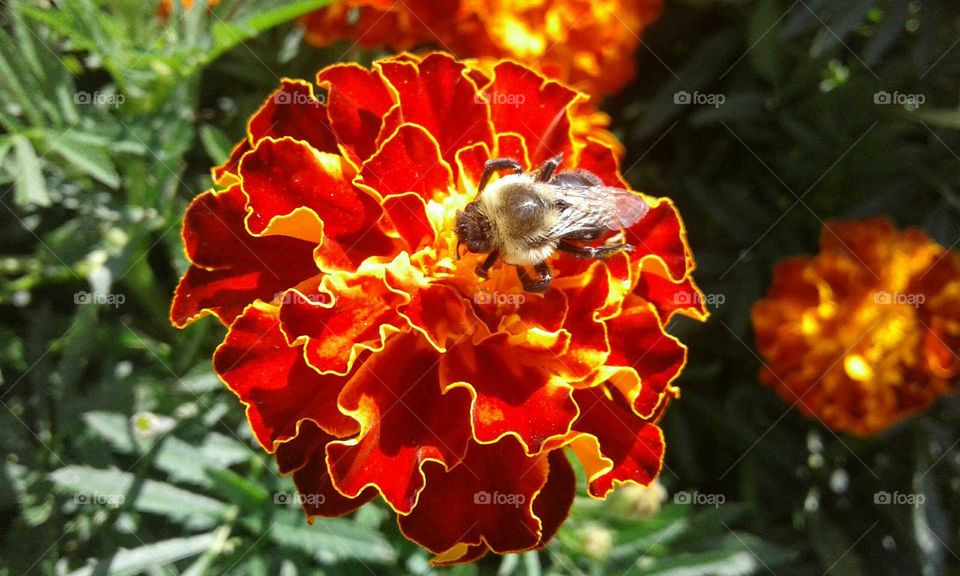 Marigold & Bumblebee