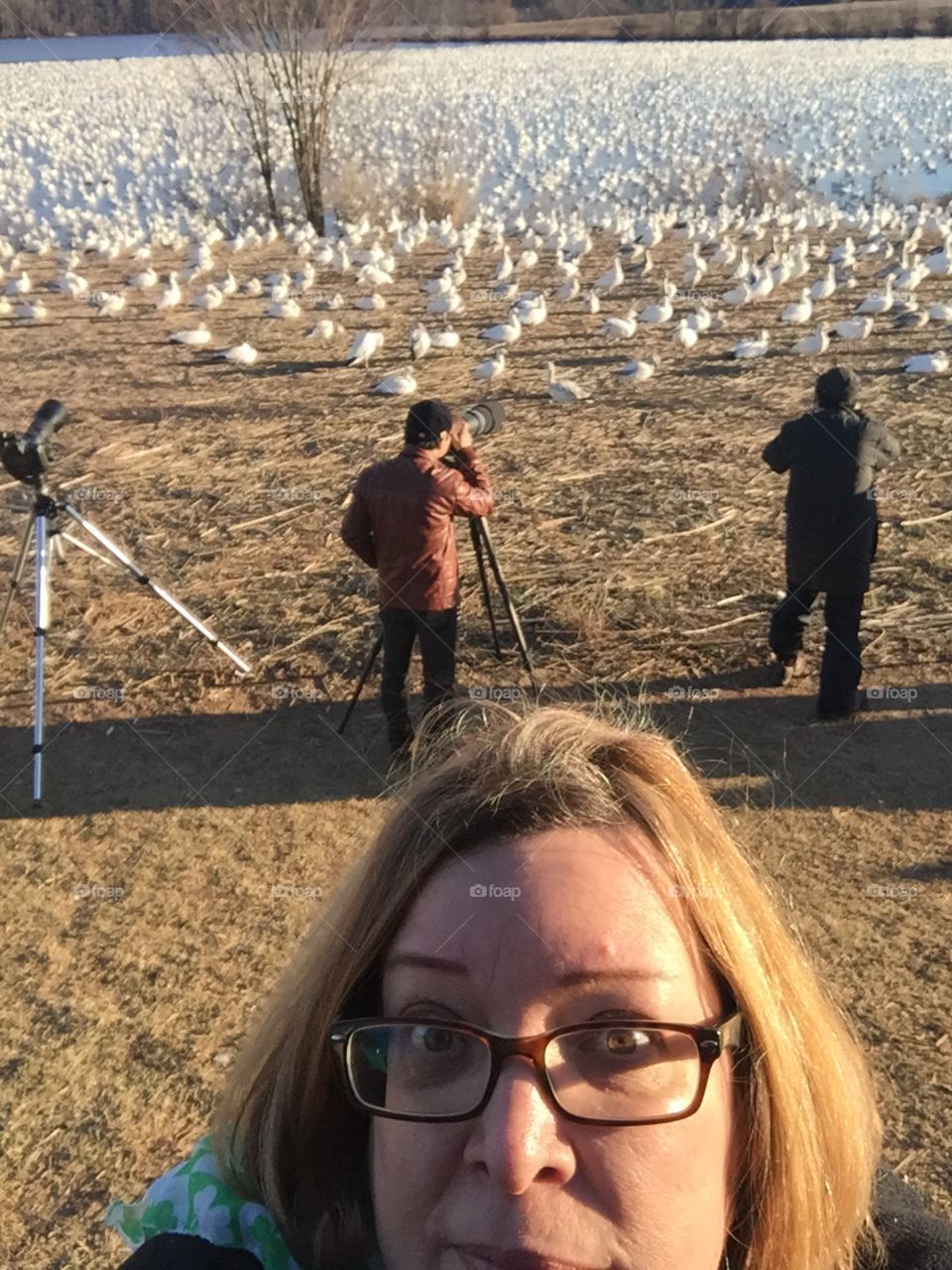 So Many Snow Geese literally thousands so awesome to witness 