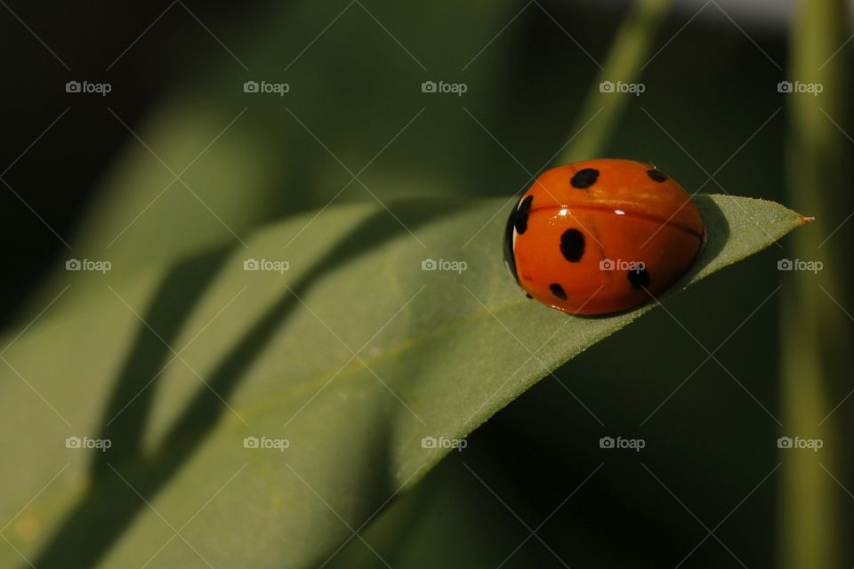 Sevenspotted lady beetle on leaf