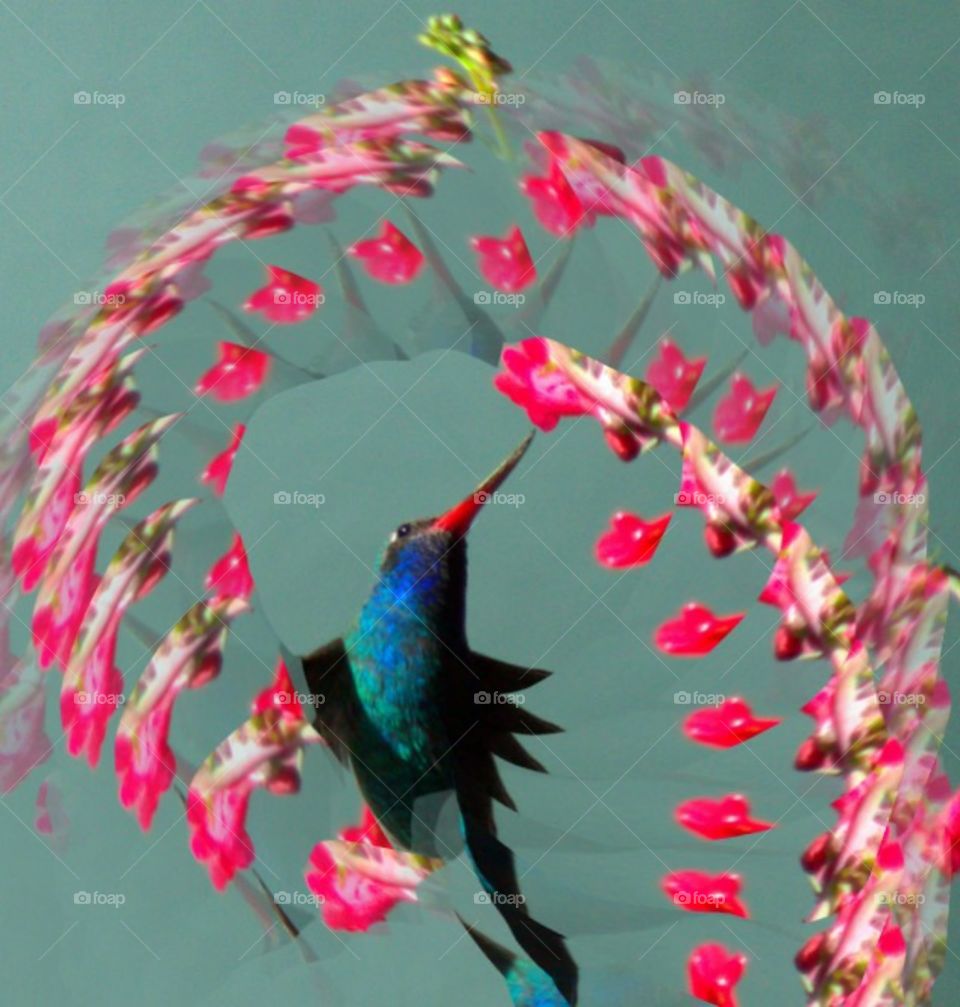 Hummingbird magnificent flower swirl repeat pattern cloned