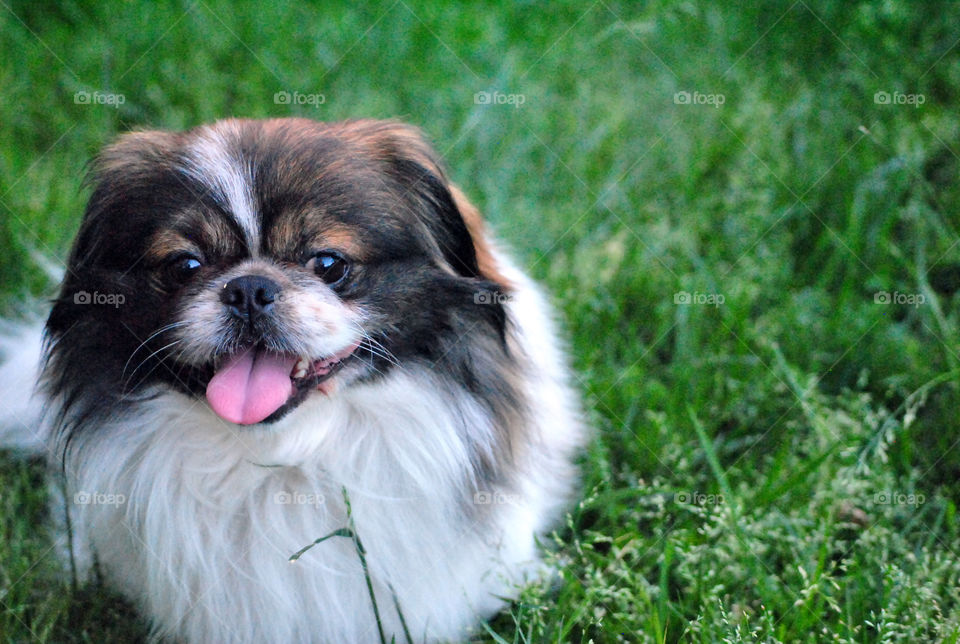 Pekingese Dog, looking happy, smiling, tongue out, playing outdoors