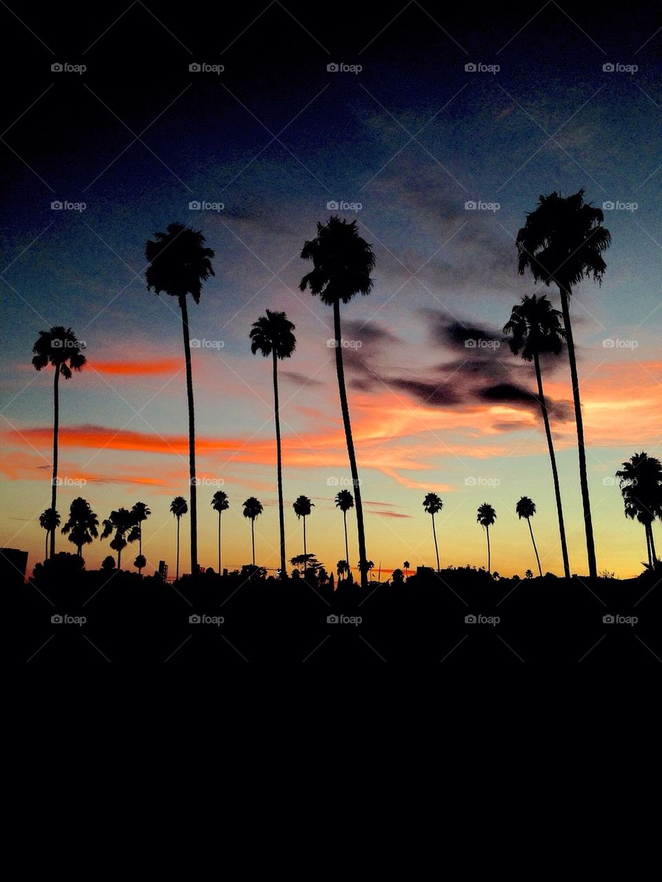 Hollywood Sunset
