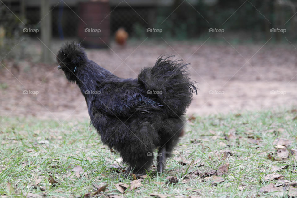 Black Chicken 
