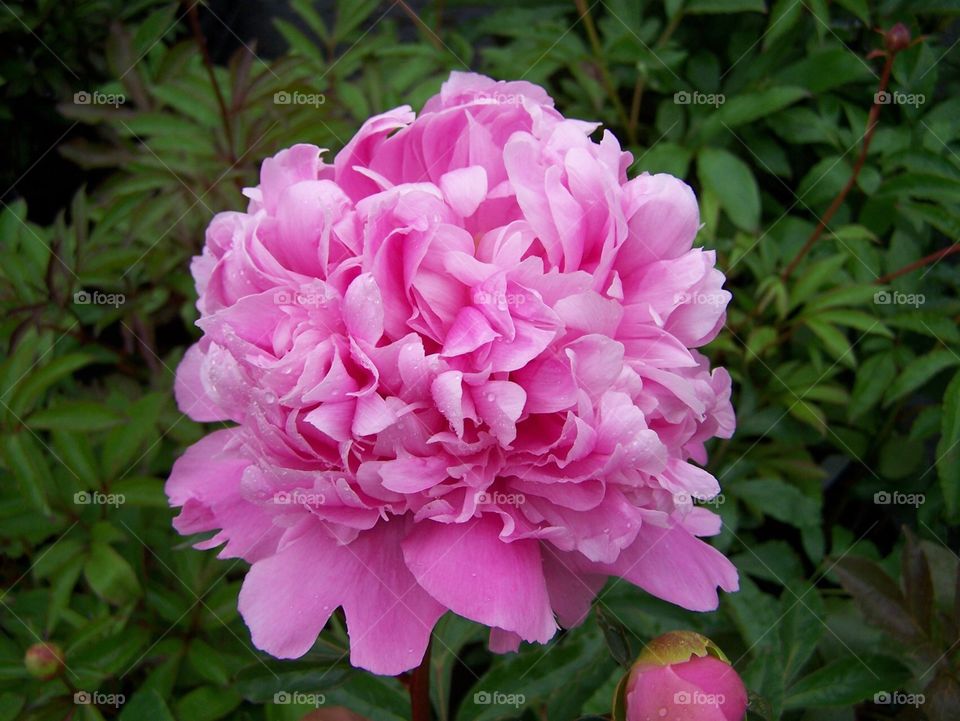Fabulous peony in a bright pink colour flowering in June in the garden.