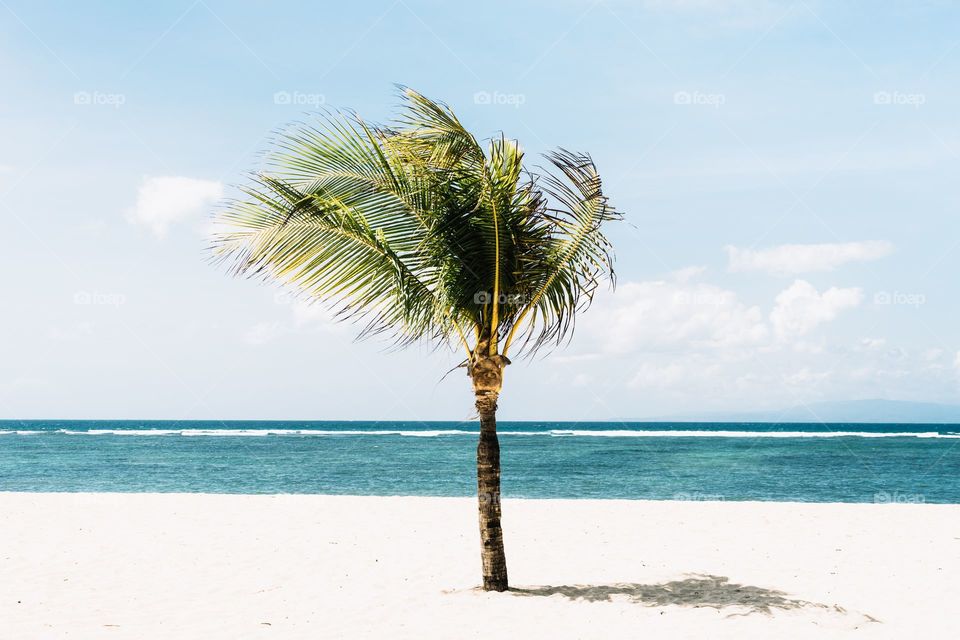 Palm Tree at the beach 