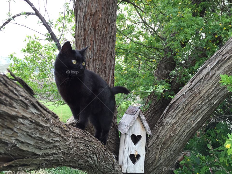 Black Cat on a Tree. Our cat Jade posing on a tree