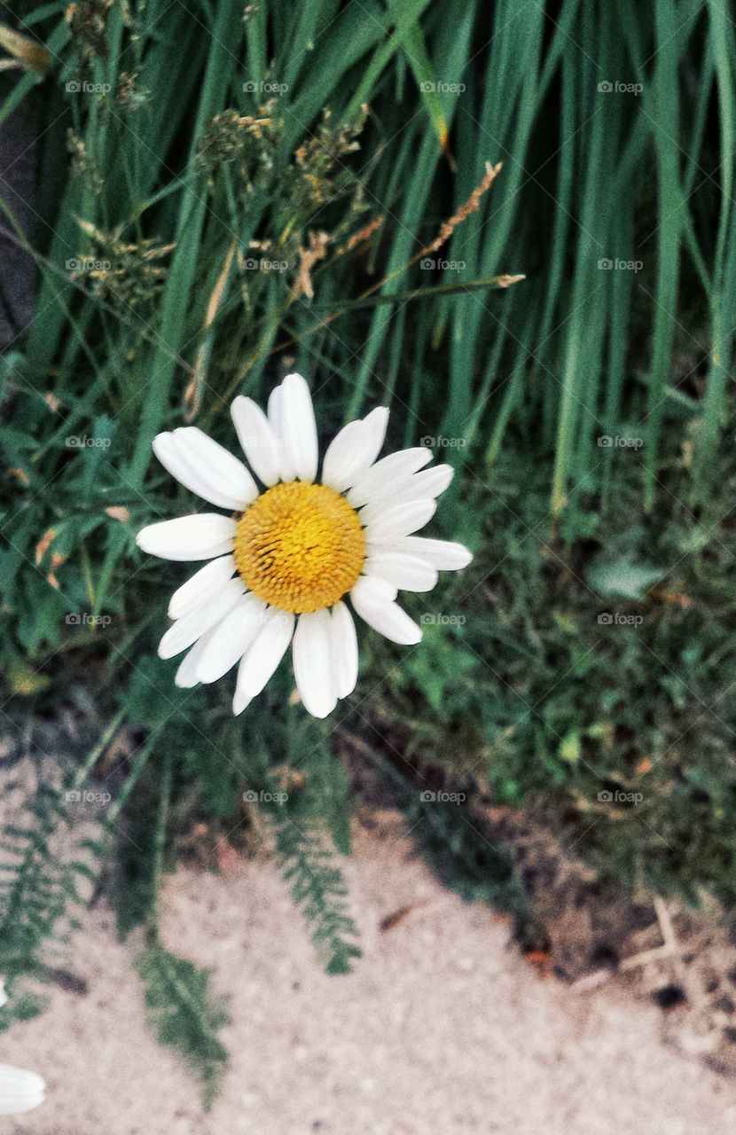 Sidewalk Daisy