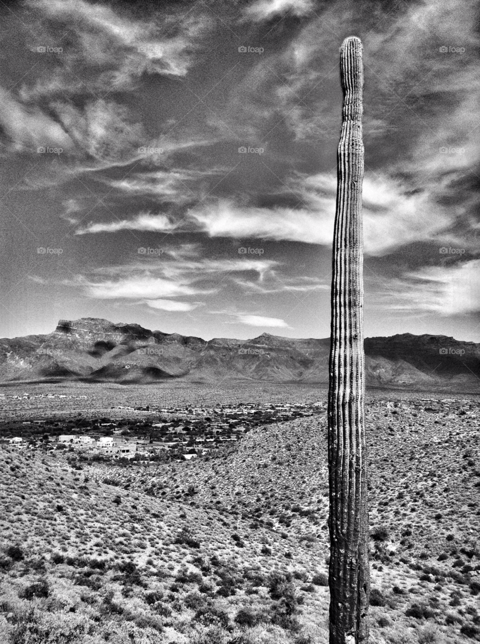 hot cactus mountains desert by darrellalonzi