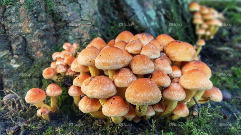 Mushrooms in the forest