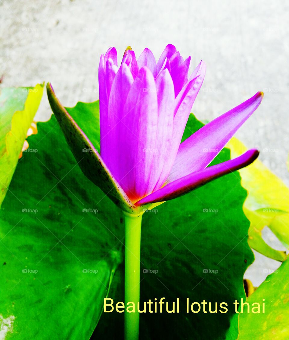 Lotus Thailand