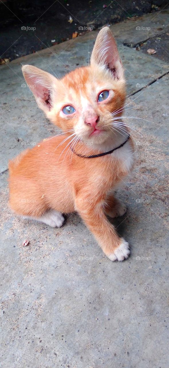 The cat's style is very cute, it makes you happy