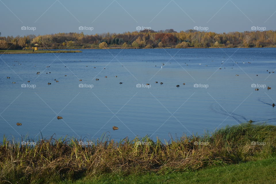 lake beautiful nature landscape and birds swimming autumn time blue sky background