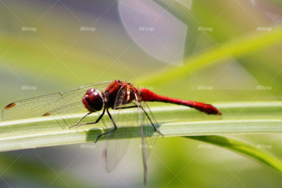 Red dragonfly