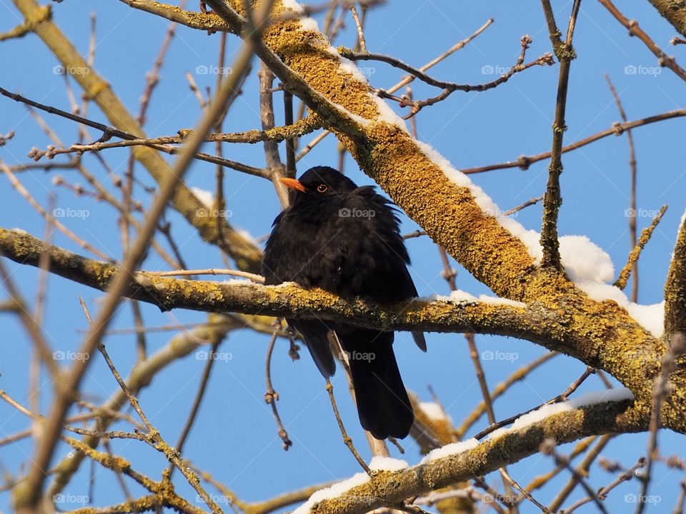 Blackbird on a cold day