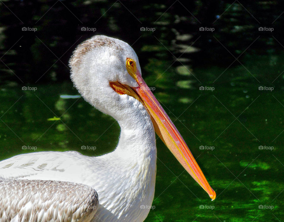 white birds water bird by landon