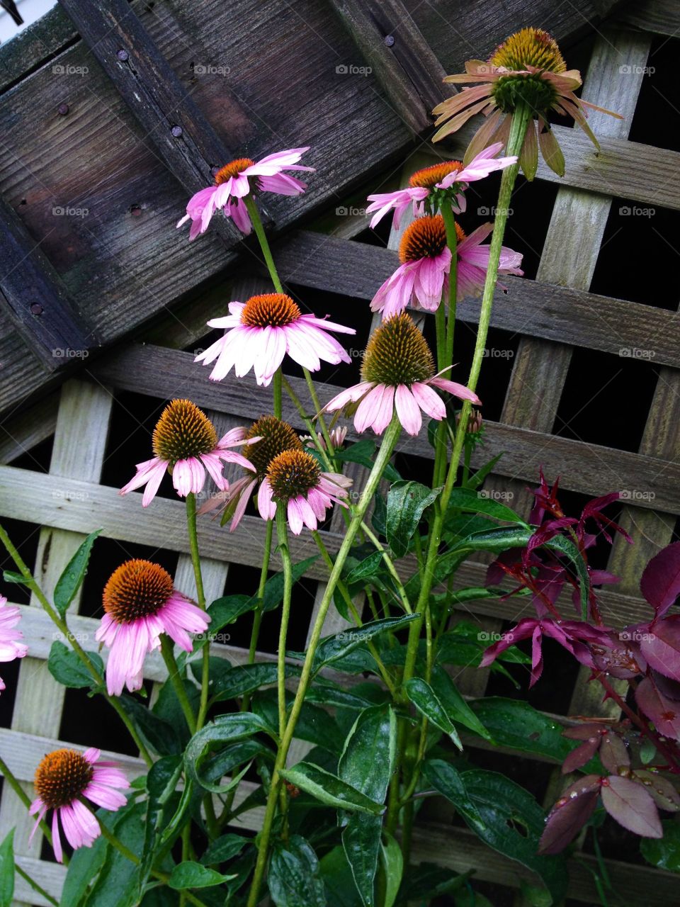 Pink Coneflowers near lattice.