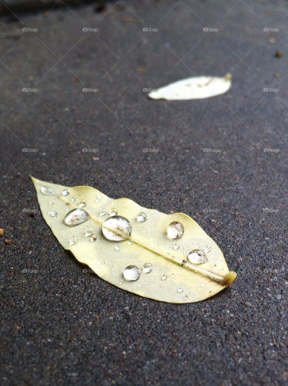 A leaf with dew