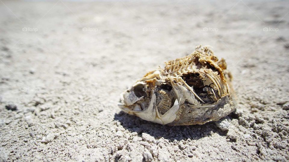 Dead Fish at Salton Sea, California, USA