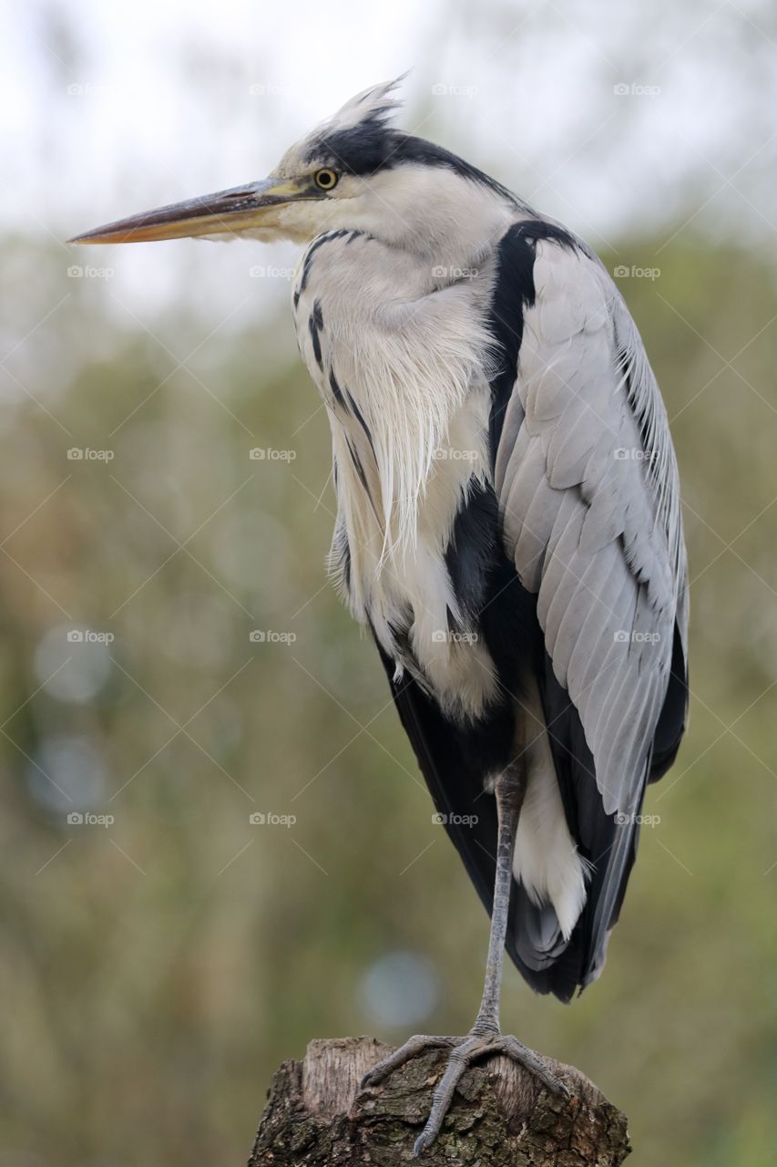 Gray heron