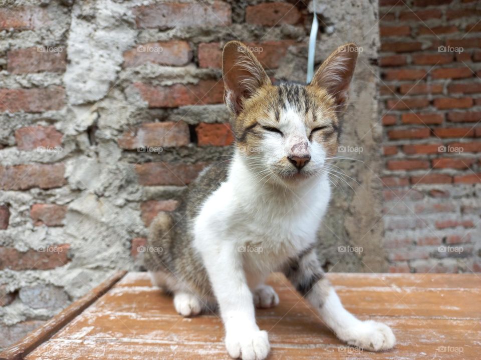 cute cat sitting on a board