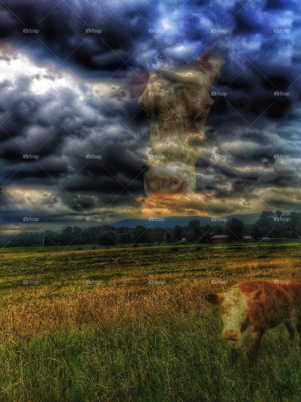 Haunted pasture. Cows haunting their former pasture 