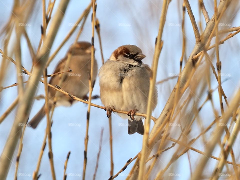 Sparrows in the evening sunlight