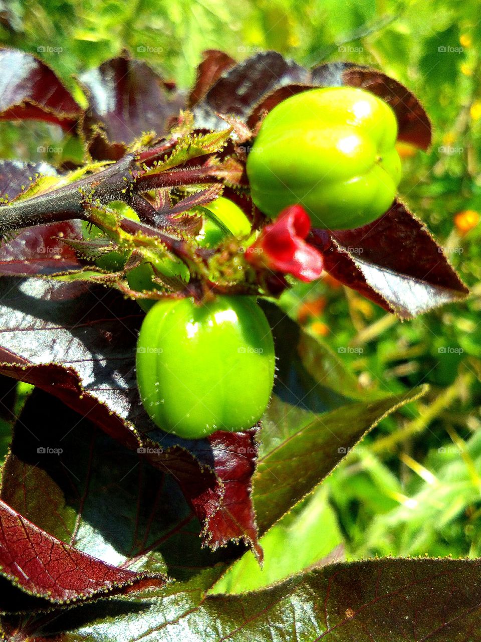 Jatropha curcas is a species of flowering plant in the spurge family, Euphorbiaceae, that is native to the American tropics, most likely Mexico and Central America.