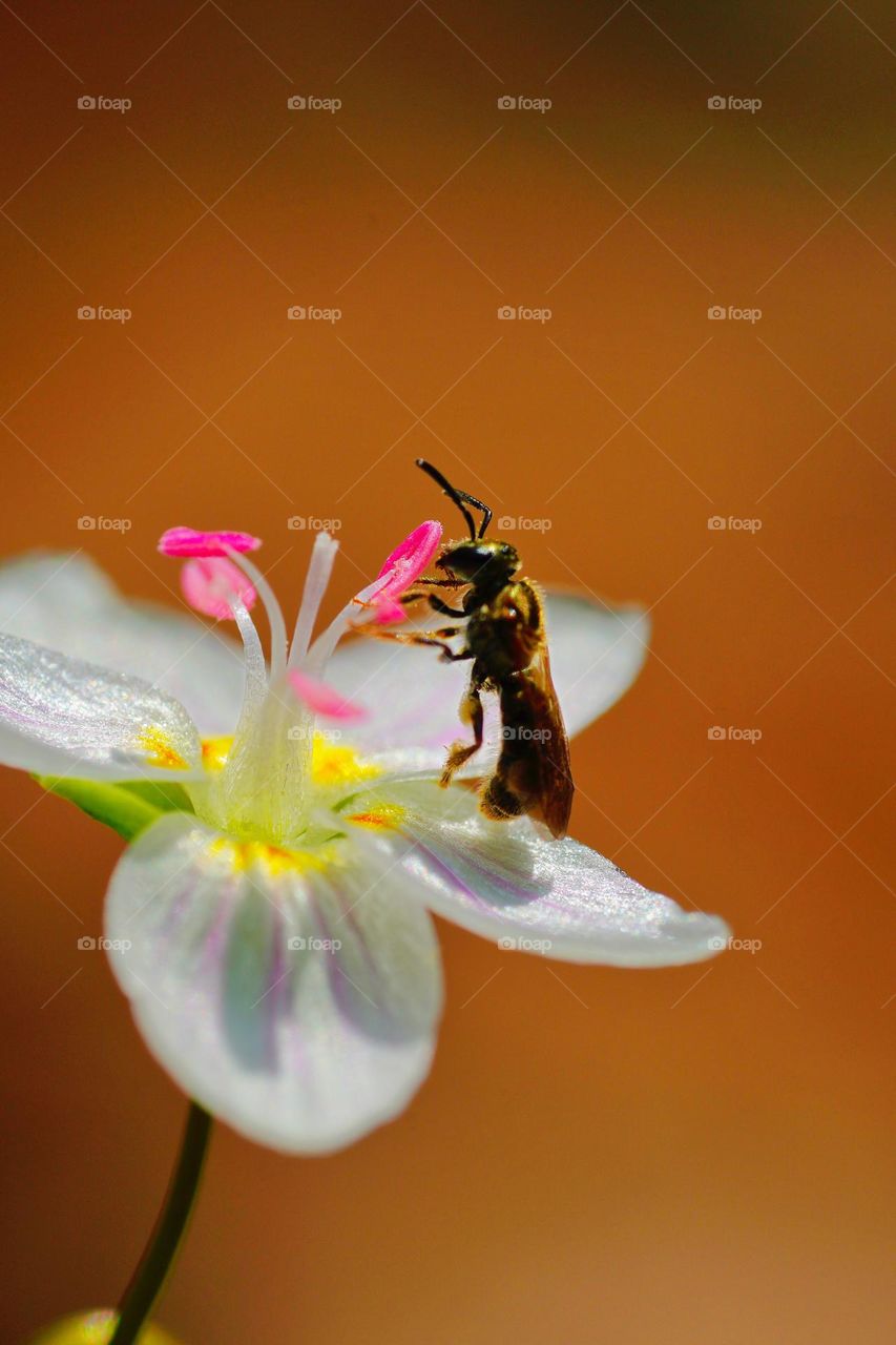 bee on flower