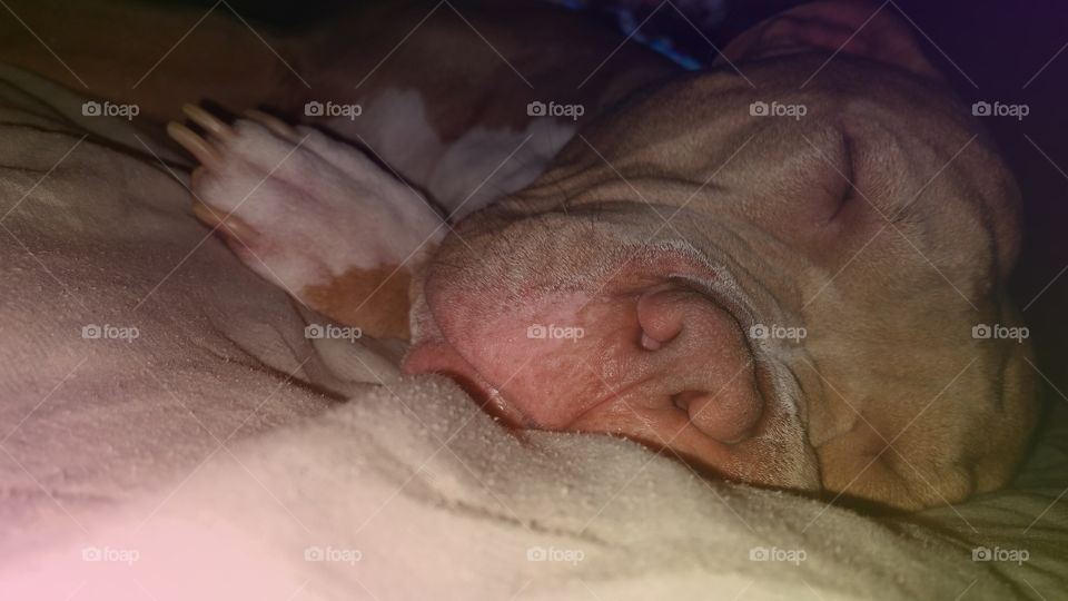 Sleeping Pitbull. Dreaming of chasing tennis balls