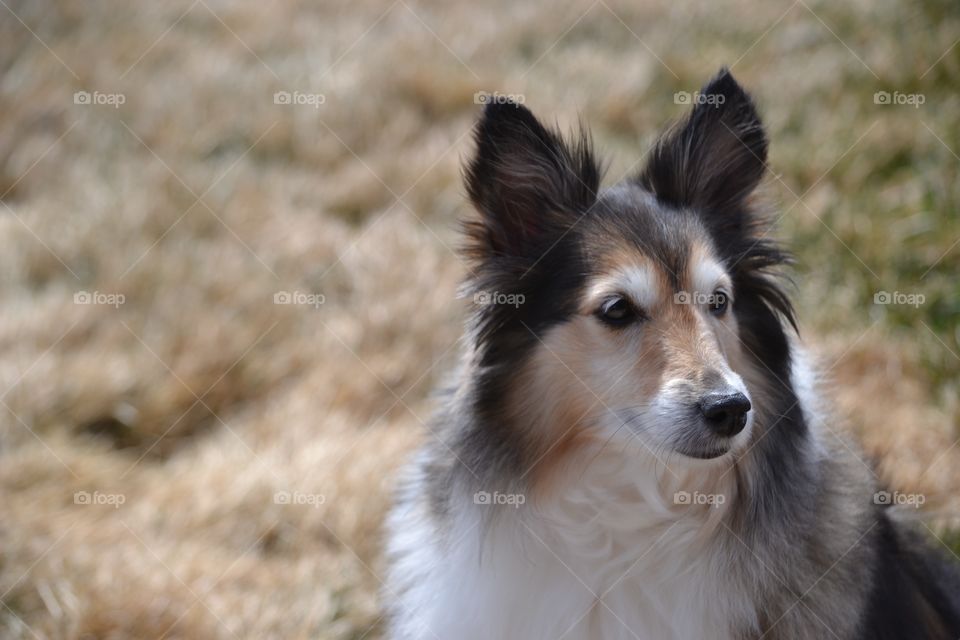 Lady. Image of my Shetland Sheepdog