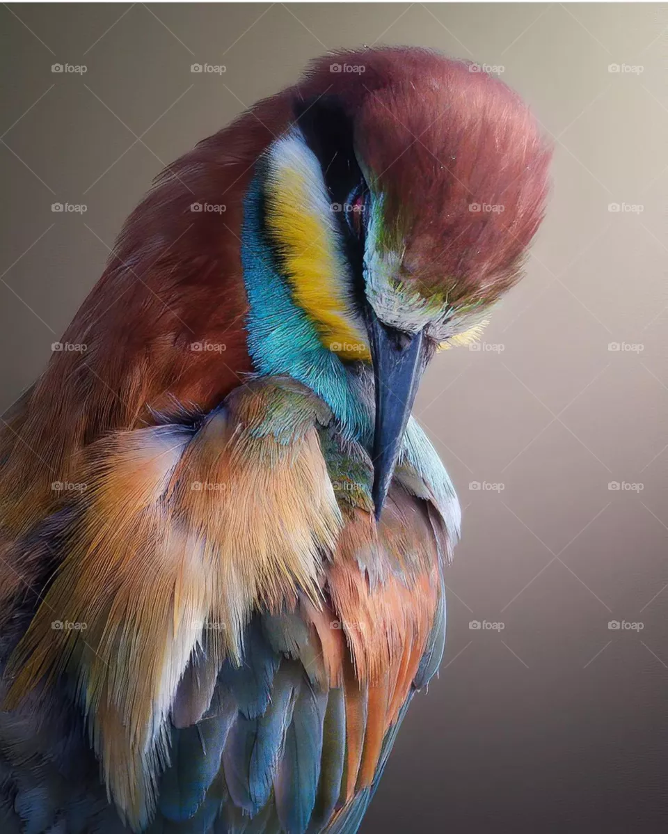 #bee-eater #european