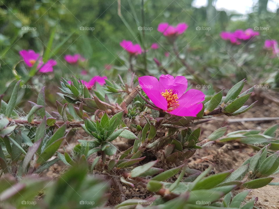 flower